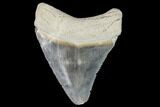 Serrated, Fossil Megalodon Tooth - Florida #110433-1